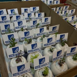 Pedido de Sucu Store